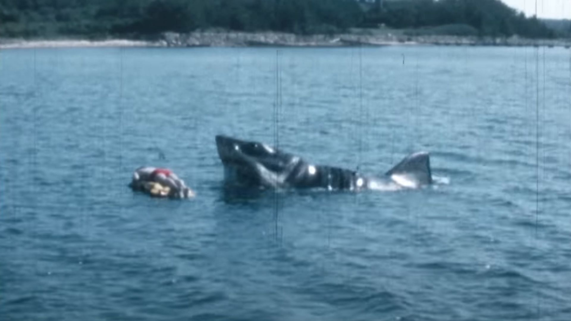 Three animatronic sharks were created for the movie (Image via YouTube/National Geographic)